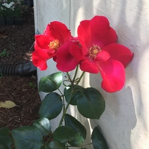 Meet your Posher, Suzanne